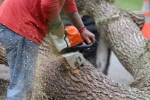 Entreprise pour lagage d’arbres Signac (31440)
